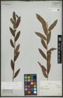 Foto von Salix purpurea L. x Salix viminalis L.